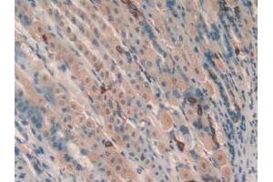 IHC-P analysis of Mouse Stomach Tissue, with DAB staining. (TOLLIP 抗体  (AA 19-254))