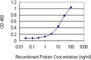 Detection limit for recombinant GST tagged NHLRC1 is 0. (NHLRC1 抗体  (AA 137-246))