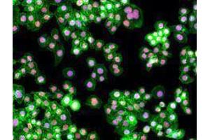 Immunofluorescence (IF) image for anti-Proliferating Cell Nuclear Antigen (PCNA) antibody (ABIN2665321)