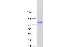 Validation with Western Blot (Allantoicase Protein (ALLC) (Transcript Variant 1) (Myc-DYKDDDDK Tag))