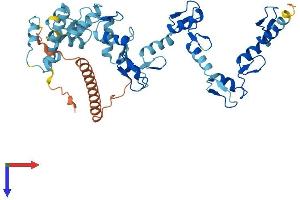 ZNF485 Protein (AA 1-441) (His tag)