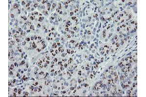 Image no. 1 for anti-THAP Domain Containing 6 (THAP6) antibody (ABIN1501374) (THAP6 抗体)