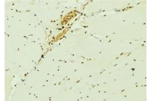 ABIN6276898 at 1/100 staining Mouse muscle tissue by IHC-P. (EIF6 抗体  (C-Term))