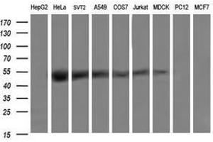 Image no. 2 for anti-tRNA 5-Methylaminomethyl-2-Thiouridylate Methyltransferase (TRMU) antibody (ABIN1501523) (TRMU 抗体)