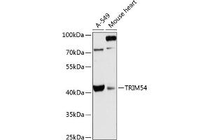Western blot analysis of extracts of various cell lines, using TRIM54 antibody (ABIN6132371, ABIN6149531, ABIN6149532 and ABIN6216981) at 1:3000 dilution. (TRIM54 抗体  (AA 179-358))
