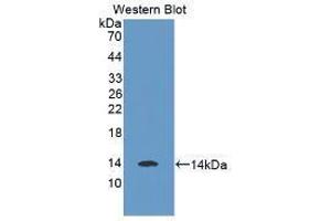 Western blot analysis of recombinant Human MSTN.