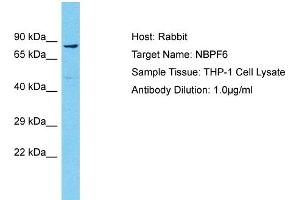 Host: Rabbit Target Name: NBPF6 Sample Type: THP-1 Whole Cell lysates Antibody Dilution: 1. (NBPF6 抗体  (N-Term))