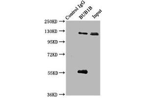 Immunoprecipitating BUB1B in JK whole cell lysate Lane 1: Rabbit control IgG (1 μg) instead of ABIN7160080 in Jurkat whole cell lysate. (BUB1B 抗体  (AA 230-394))