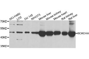 Western blot analysis of extracts of various cell lines, using BCKDHA antibody.