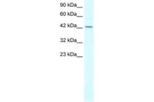 anti-ALF antibody