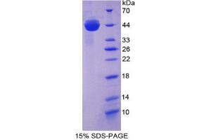 SDS-PAGE analysis of Mouse AST Protein. (GOT1 蛋白)