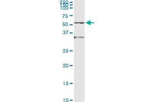 Immunoprecipitation of ENO1 transfected lysate using anti-ENO1 monoclonal antibody and Protein A Magnetic Bead , and immunoblotted with ENO1 MaxPab rabbit polyclonal antibody. (ENO1 抗体  (AA 1-434))