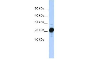 Western Blotting (WB) image for anti-Chorionic Somatomammotropin Hormone-Like 1 (CSHL1) antibody (ABIN2458618) (CSHL1 抗体)