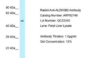 Western Blotting (WB) image for anti-Aldehyde Dehydrogenase 3 Family, Member B2 (ALDH3B2) (N-Term) antibody (ABIN2789235) (ALDH3B2 抗体  (N-Term))
