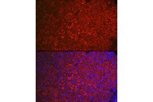 Immunofluorescence analysis of mouse ovary using FSHR Rabbit pAb (ABIN3022001, ABIN3022002, ABIN3022003, ABIN1512927 and ABIN6218564) at dilution of 1:100 (40x lens). (FSHR 抗体  (AA 631-695))