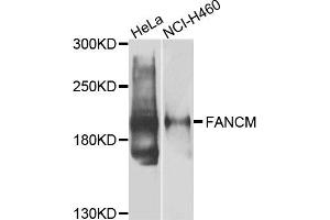 Western blot analysis of extracts of HeLa and NCI-H460 cells, using FANCM antibody. (FANCM 抗体)