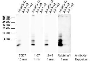 anti-Abeta-pE3 (AA 3-7) antibody