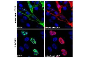 Confocal microscopy images of COS-7 cells transfected with expression constructs encoding membrane-tethered EGFP (membrane-EGFP, top) or nuclear Polycomb 2-EYFP fusion protein (Pc2-EYFP, bottom).