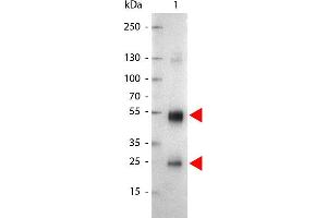 Western Blot of Alkaline Phosphatase Conjugated Goat anti-Rat IgG antibody. (山羊 anti-大鼠 IgG (Heavy & Light Chain) Antibody (Alkaline Phosphatase (AP)) - Preadsorbed)