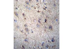 Immunohistochemistry analysis in formalin fixed and paraffin embedded human brain tissue reacted with  GSTM5 Antibody (N-term) followed by peroxidase conjugation of the secondary antibody and DAB staining. (GSTM5 抗体  (N-Term))