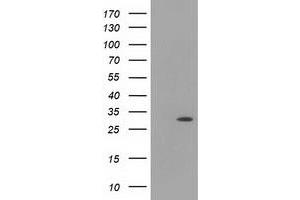 Western Blotting (WB) image for anti-Hydroxyacylglutathione Hydrolase-Like (HAGHL) antibody (ABIN1498572) (HAGHL 抗体)