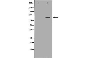 Western blot analysis of HepG2 cell lysate, using EXT1 Antibody. (EXT1 抗体)