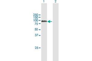 Western Blotting (WB) image for anti-Neurotrophic tyrosine Kinase, Receptor, Type 3 (NTRK3) (AA 1-612) antibody (ABIN948199)