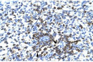 Human Spleen; RCOR3 antibody - N-terminal region in Human Spleen cells using Immunohistochemistry (RCOR3 抗体  (N-Term))