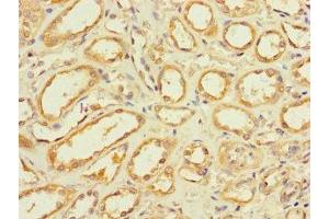Immunohistochemistry (IHC) image for anti-Glycosyltransferase 8 Domain Containing 1 (GLT8D1) (AA 33-332) antibody (ABIN7154242)