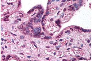 Human Placenta (formalin-fixed, paraffin-embedded) stained with KCNK5 antibody ABIN214786 at 2. (KCNK5 抗体  (AA 421-470))