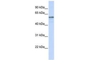 Image no. 1 for anti-Transmembrane Protein 195 (TMEM195) (AA 36-85) antibody (ABIN6740878) (TMEM195 抗体  (AA 36-85))