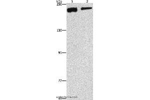 Western blot analysis of NIH/3T3 and hela cell, using CLTC Polyclonal Antibody at dilution of 1:300 (Clathrin Heavy Chain (CLTC) 抗体)