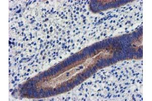 Image no. 5 for anti-Coiled-Coil-Helix-Coiled-Coil-Helix Domain Containing 5 (CHCHD5) (AA 1-110) antibody (ABIN1490560) (CHCHD5 抗体  (AA 1-110))