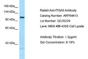 Western Blotting (WB) image for anti-Integrin, alpha 5 (ITGA5) (C-Term) antibody (ABIN2789900) (ITGA5 抗体  (C-Term))