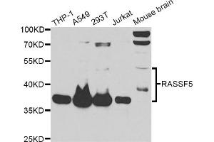 Western blot analysis of extracts of various cell lines, using RASSF5 antibody (ABIN6292212) at 1:1000 dilution. (RASSF5 抗体)