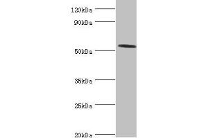 Western blot All lanes: Hyaluronidase-2 antibody at 4 μg/mL + Mouse lung tissue Secondary Goat polyclonal to rabbit IgG at 1/10000 dilution Predicted band size: 54 kDa Observed band size: 54 kDa (HYAL2 抗体  (AA 367-473))