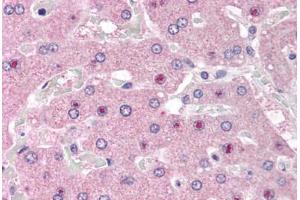 Anti-NOS1AP antibody IHC staining of human liver. (NOS1AP 抗体  (AA 2-14))