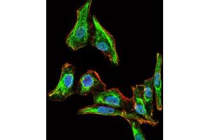 Immunofluorescence analysis of HepG2 cells using MELK antibody (green). (MELK 抗体  (AA 637-651))