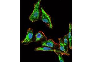 Immunofluorescence analysis of HepG2 cells using MELK antibody (green). (MELK 抗体  (AA 637-651))