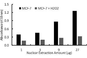 Transcription factor assay of ER-alpha from nuclear extracts of MCF-7 cells or MCF-7 cells treated with H2O2 (200uM) for 3 hr with Activity Assay Kit. (Estrogen Receptor alpha ELISA 试剂盒)