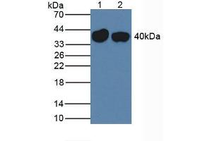 Western blot analysis of (1) Mouse Liver Tissue and (2) Rat Liver Tissue. (SERPINA7 抗体  (AA 127-393))