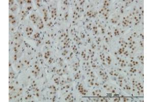Image no. 1 for anti-Zinc Finger Protein 207 (ZNF207) (AA 1-111) antibody (ABIN599016) (ZNF207 抗体  (AA 1-111))