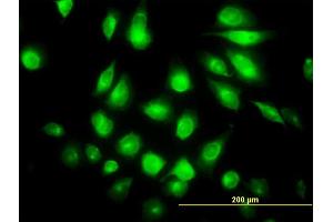 Immunofluorescence (IF) image for anti-Protein Kinase Protein SgK196 (SGK196) (AA 251-350) antibody (ABIN566551)