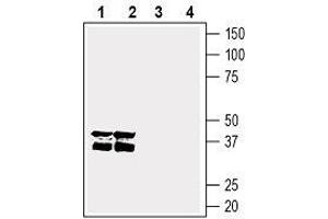 Western blot analysis of rat brain membranes (lanes 1 and 3), and mouse brain membranes (lanes 2 and 4): - 1, 2.