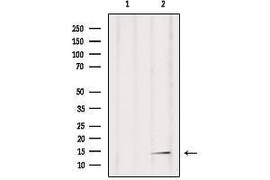 Western blot analysis of extracts from mouse brain, using RPAB2 Antibody. (POLR2F 抗体  (N-Term))