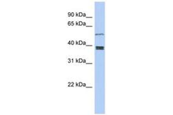 SS18L1 抗体  (AA 251-300)