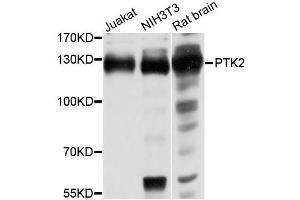 Western blot analysis of extracts of various cell lines, using PTK2 antibody (ABIN1874428) at 1:1000 dilution. (FAK 抗体)