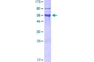 FKBP6 Protein (AA 1-327) (GST tag)