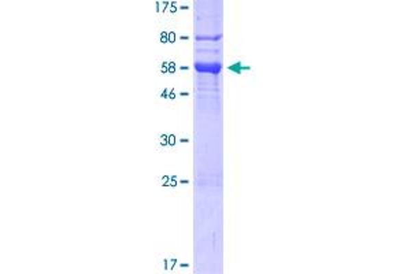 FKBP6 Protein (AA 1-327) (GST tag)