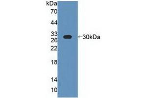 Western blot analysis of recombinant Cow CSN1. (Casein alpha S1 抗体  (AA 16-214))